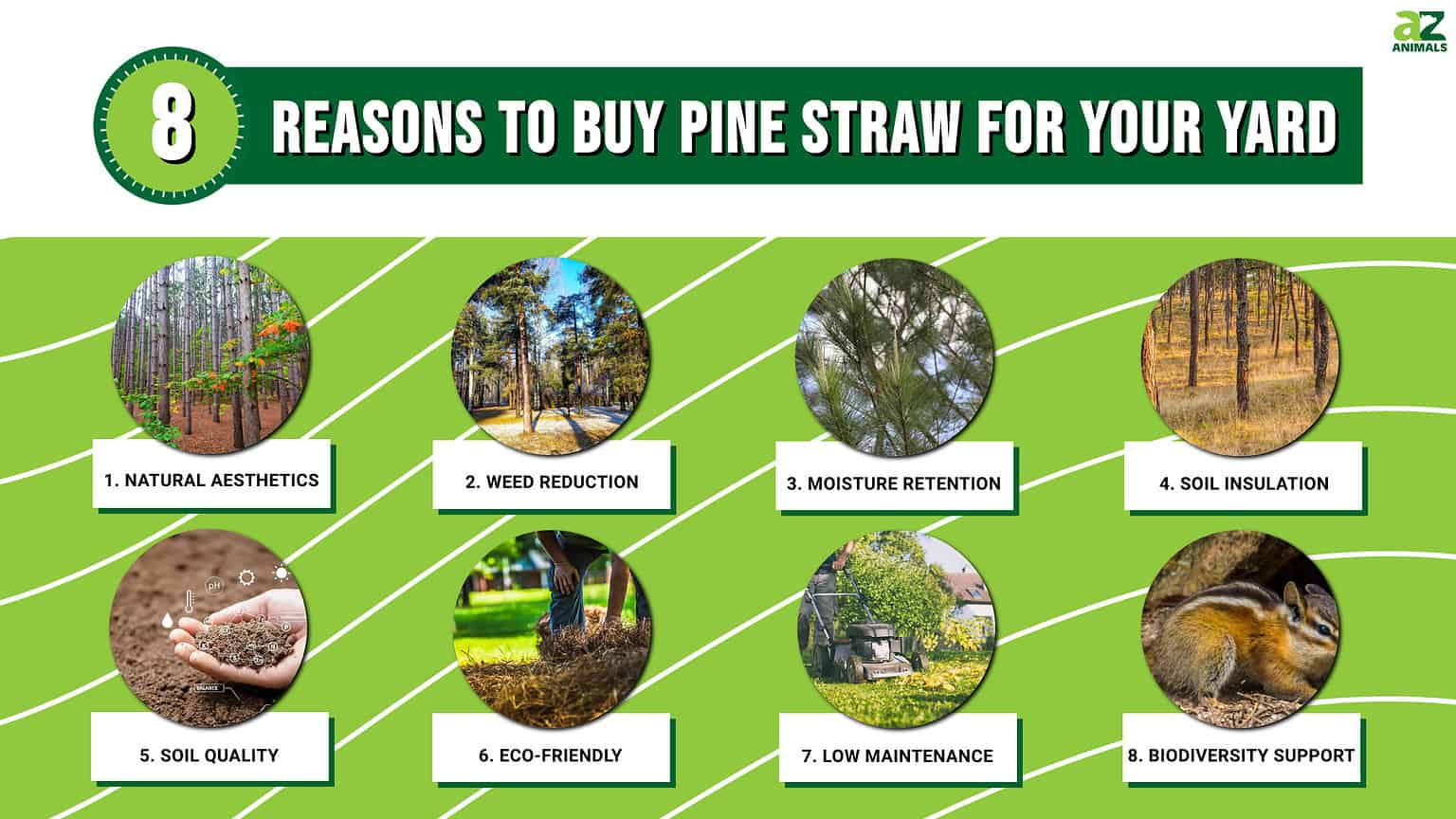 8 Reasons to Buy Pine Straw For Your Yard AZ Animals