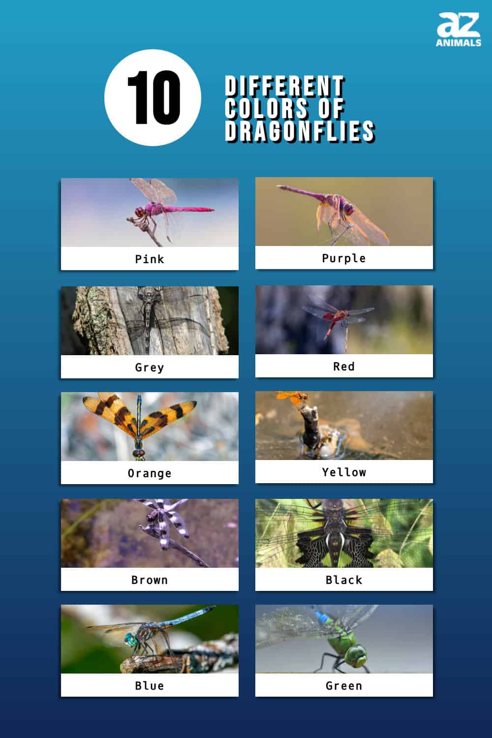 10 Different Colors of Dragonflies (Rarest to Most Common) - A-Z Animals