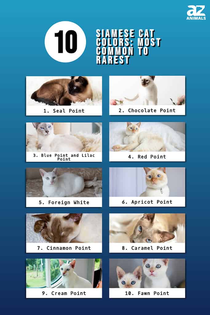 10 Siamese Cat Colors: Most Common to Rarest