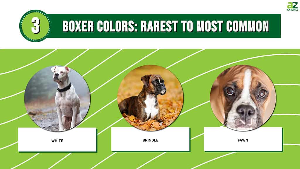 Infographic for the rarest to most common boxer colors.