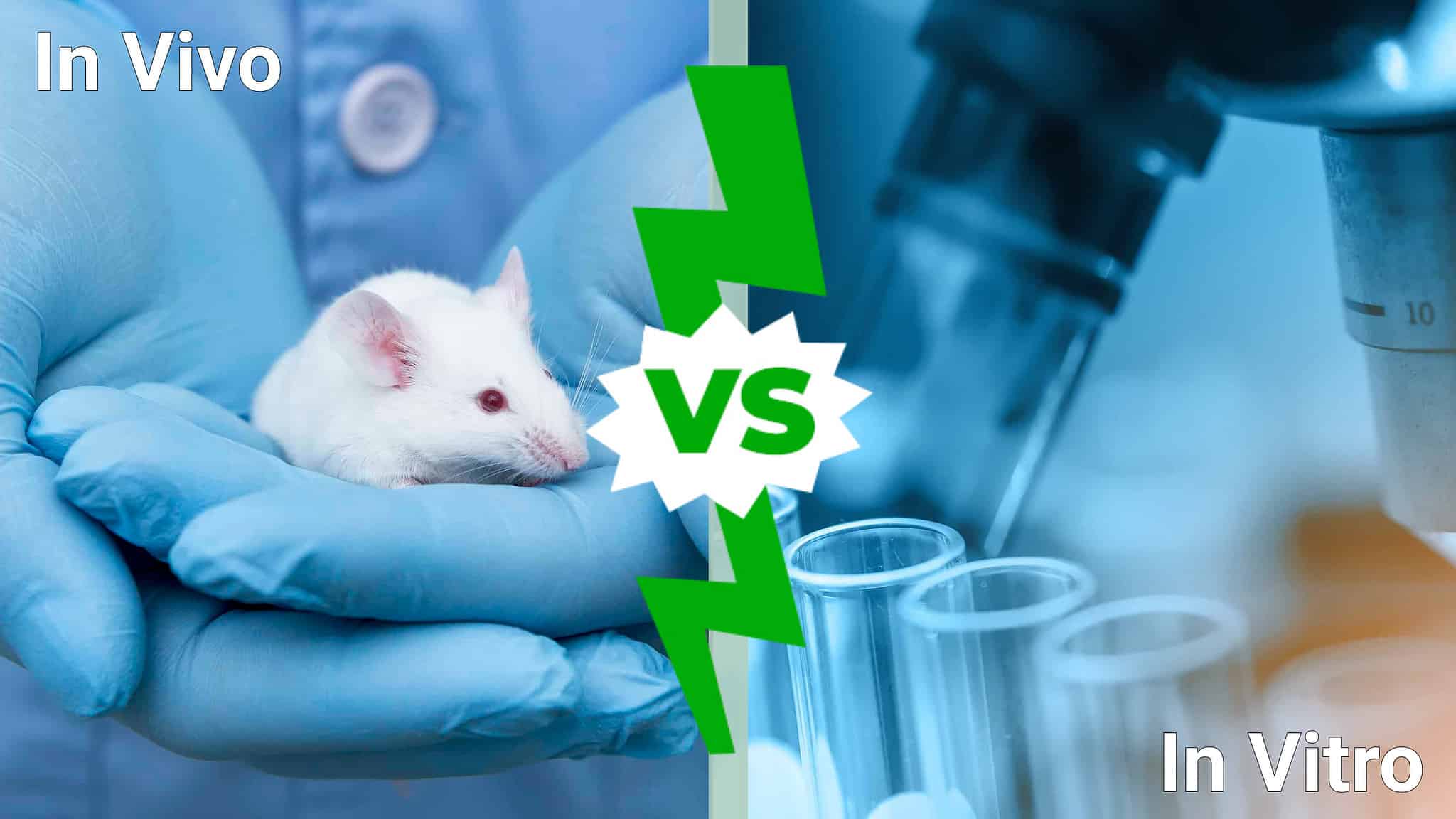 In Vivo Vs In Vitro - A-Z Animals