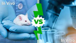 In Vivo vs. In Vitro: What’s the Difference and Why Does It Matter in Research? Picture