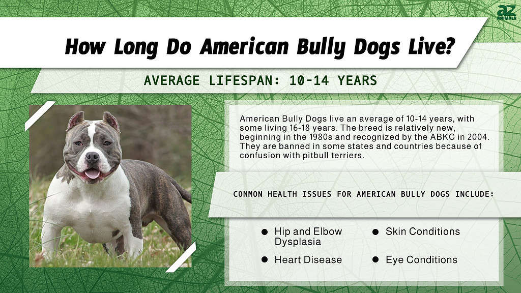 How to Care for an American Bully Dog