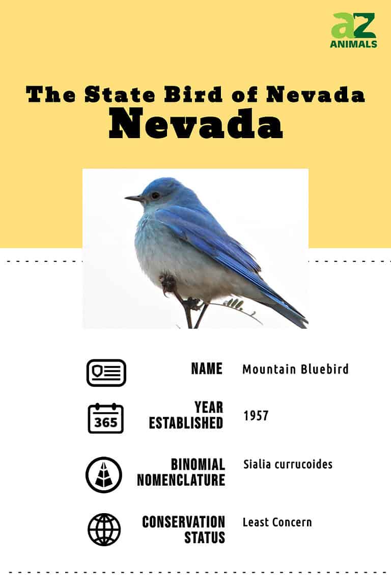 Discover the Official State Bird of Nevada - A-Z Animals