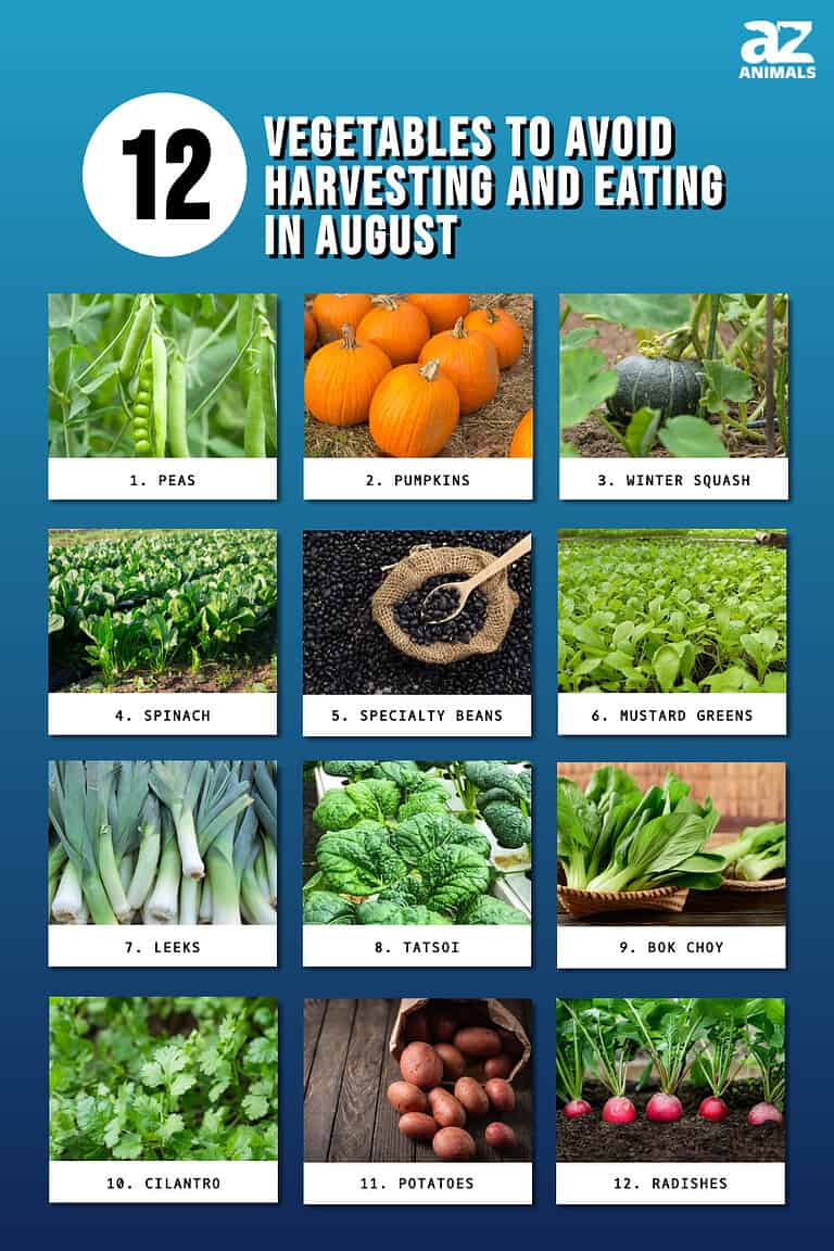 12 Vegetables to Avoid Harvesting and Eating in August - A-Z Animals