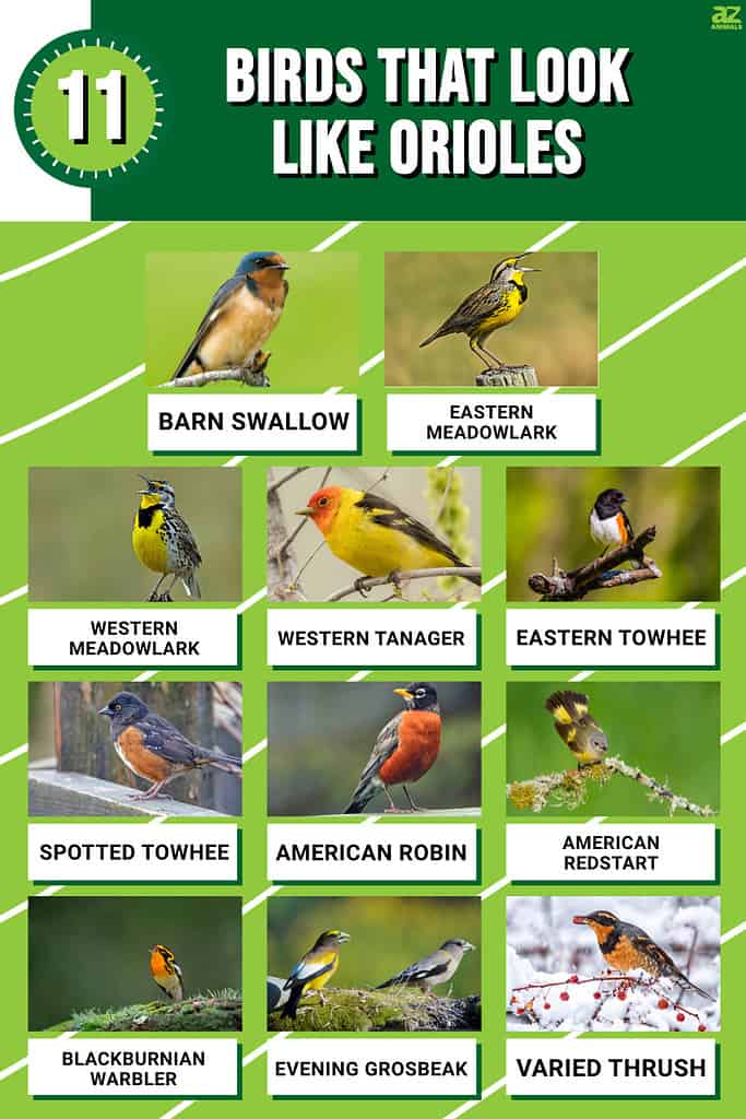 How to Identify Different Species of Orioles - Mosaic Birds Blog
