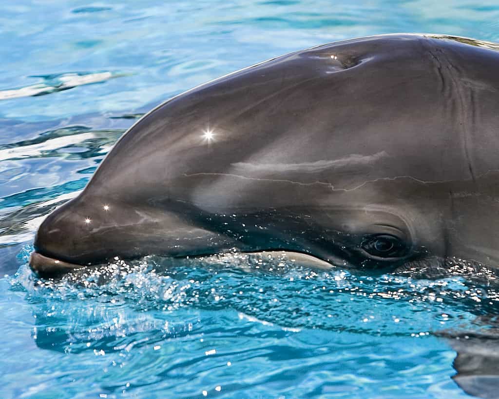 baby wholphin born at sea park in hawaii