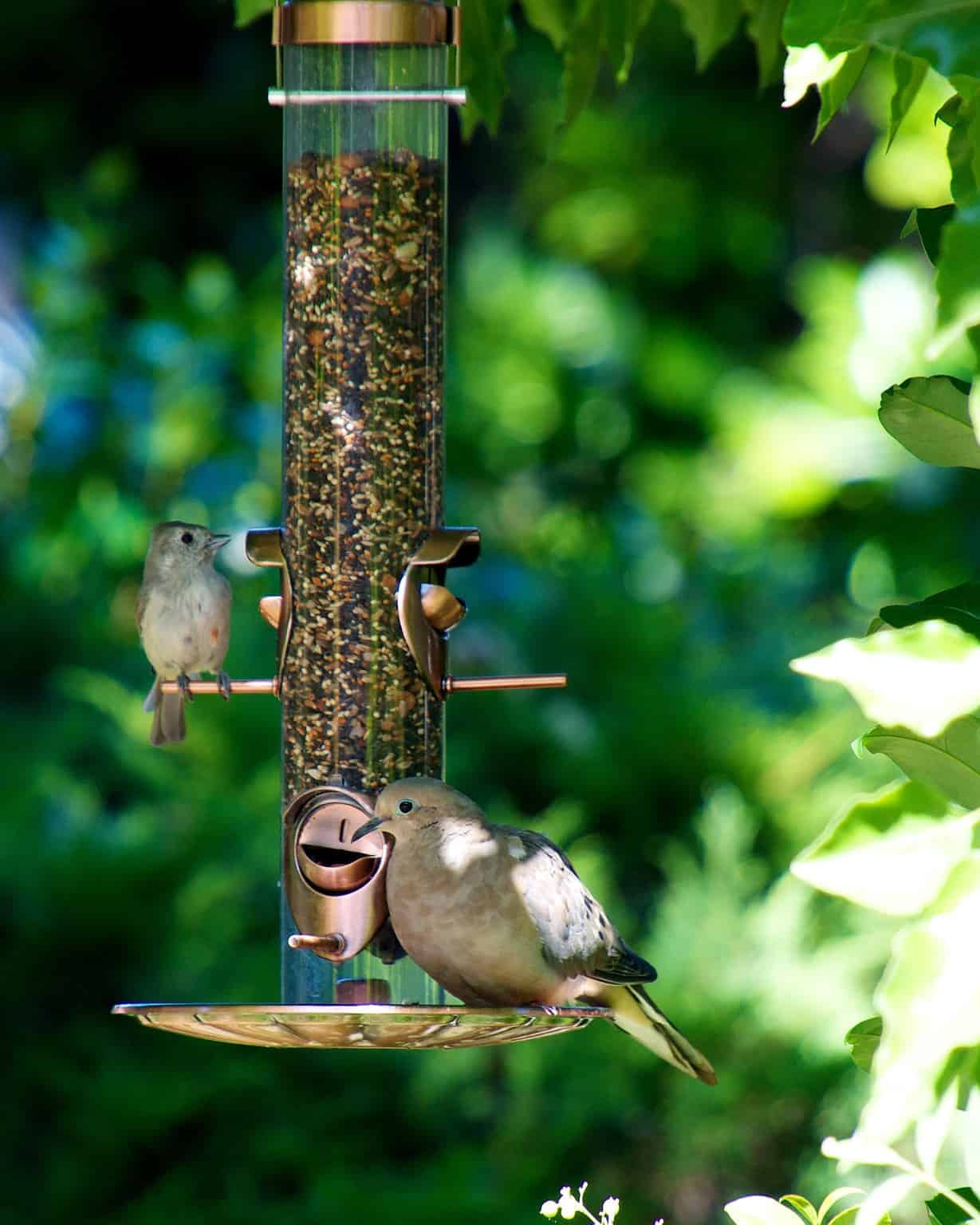 Discover the 12 Types of Bird Feeders to Attract a Variety of Birds to ...