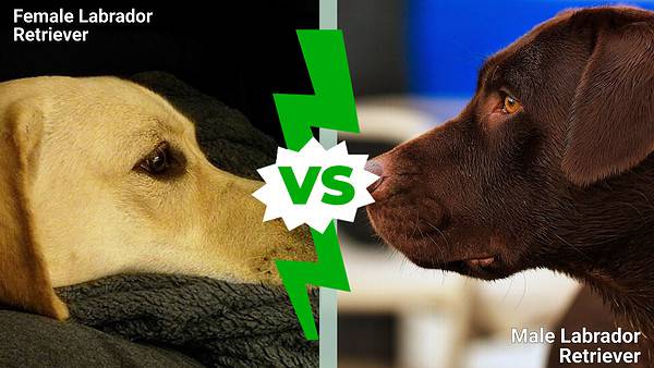 Labrador Female Size Male vs. Female Labrador Retriever: 5 Key Differences - A-Z Animals