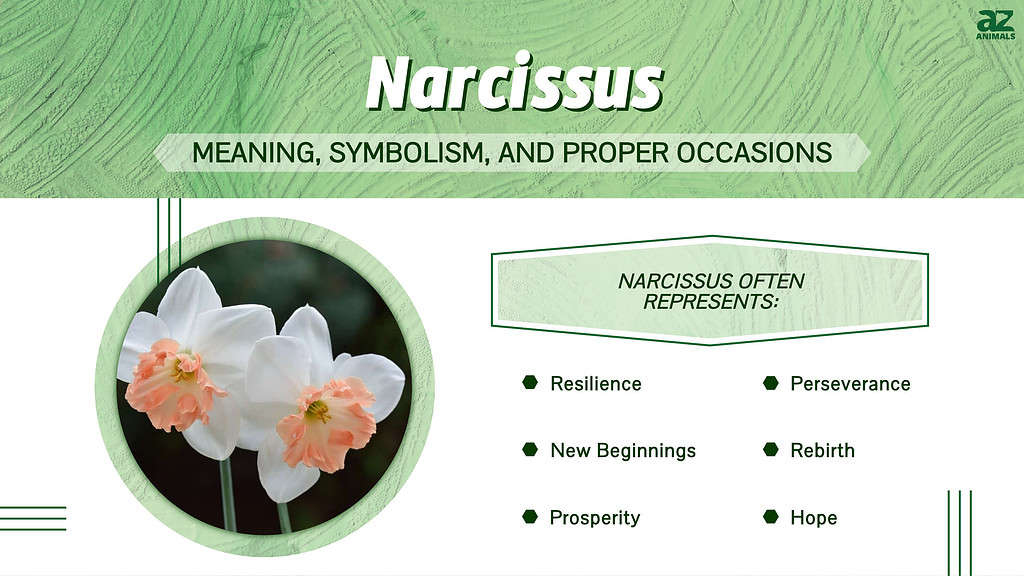 Narcissus meanings, symbolism, proper occasions infographic