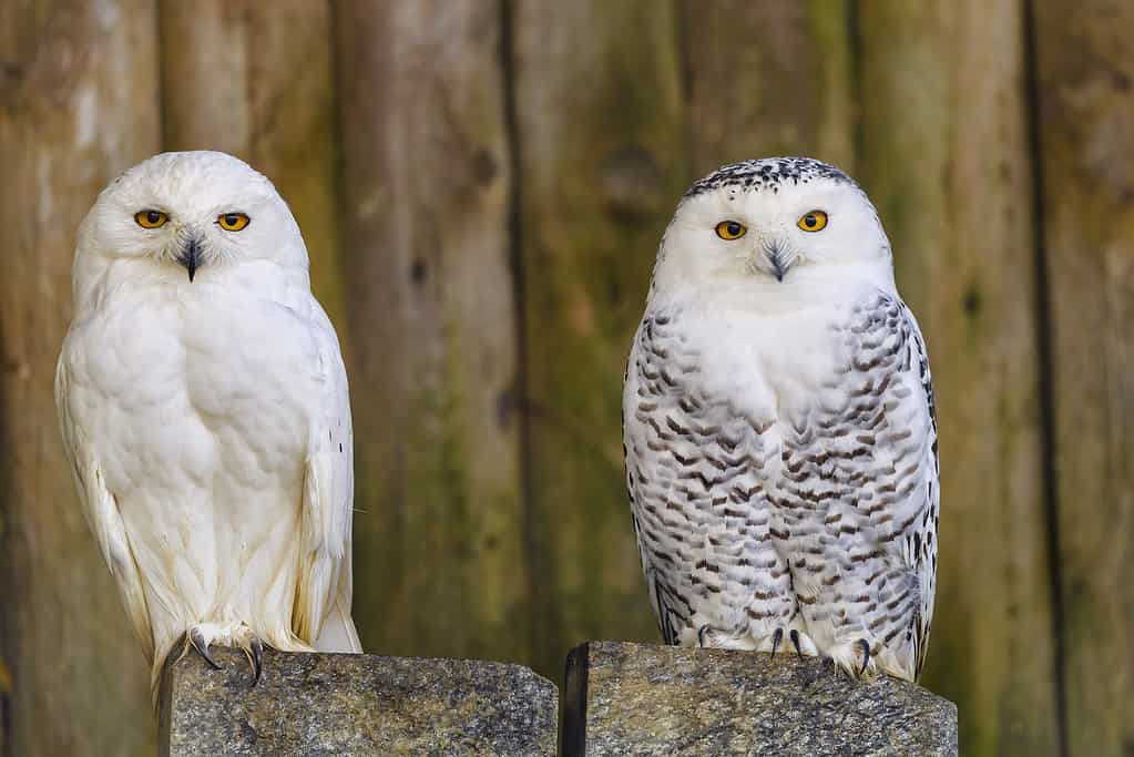Male vs. Female Owls: 5 Key Differences - A-Z Animals