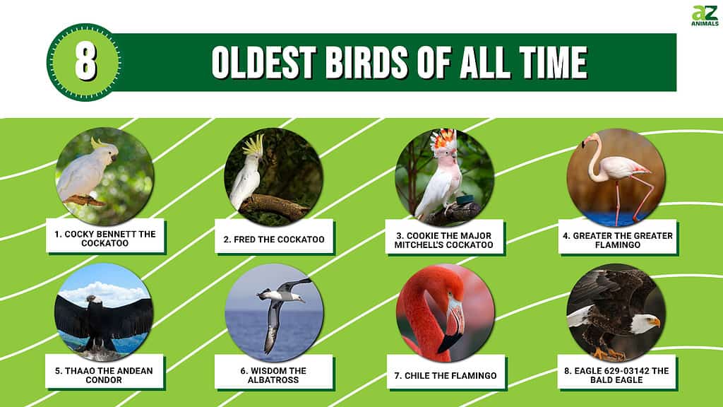 Infographic of 8 Oldest Birds of All Time