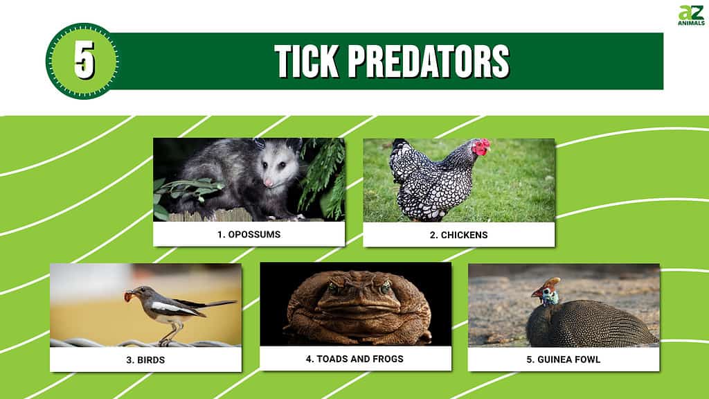 5 Tick Predators