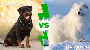 Rottweiler vs. Samoyed: 5 Key Differences Picture