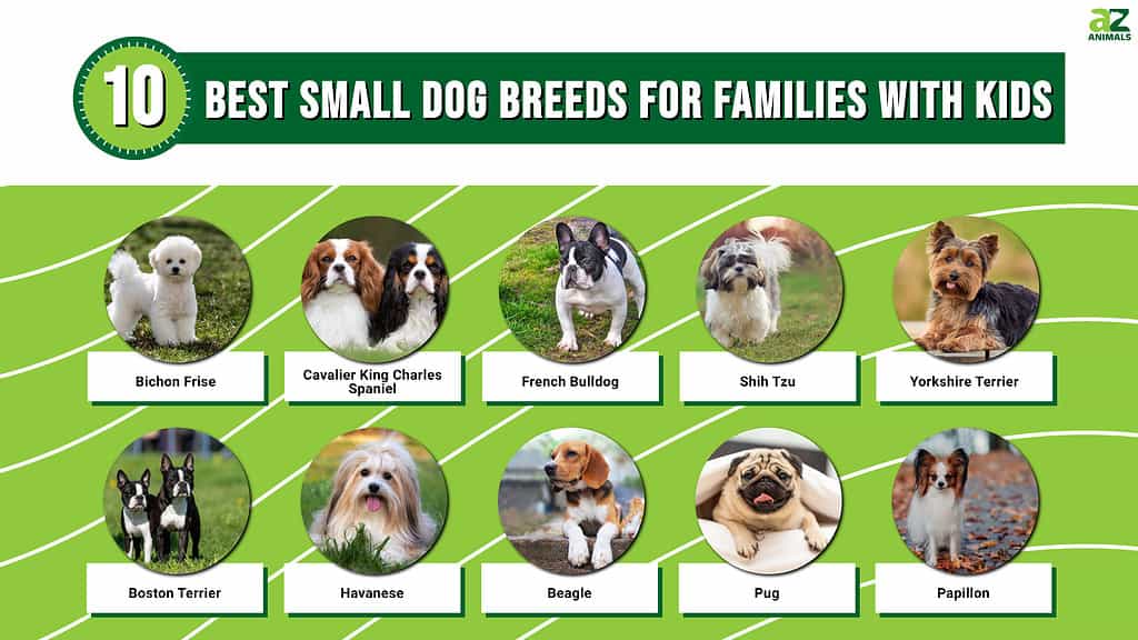 Infographic for the 10 Best Small Dog Breeds for Families with Kids