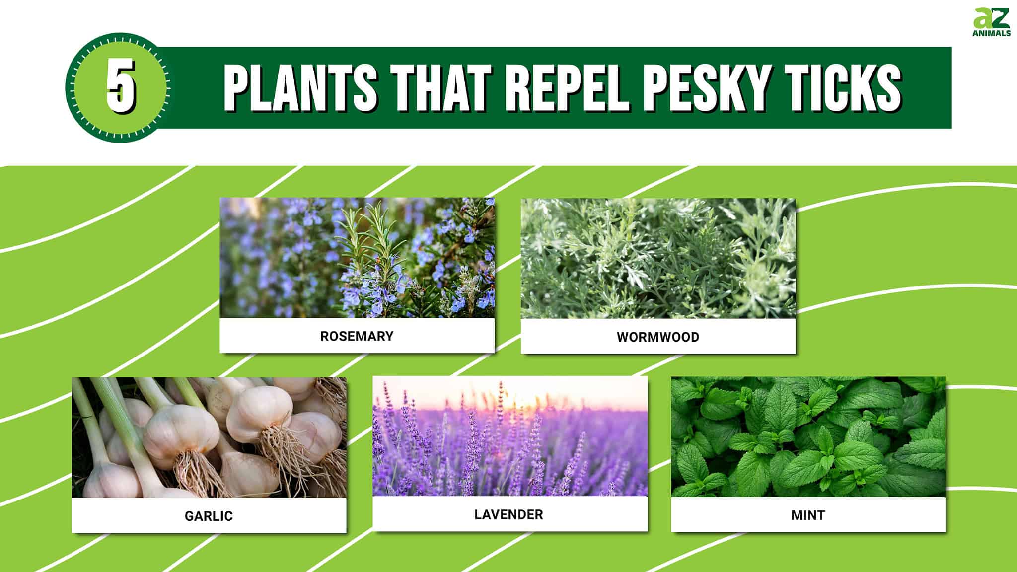 What plants repel ticks