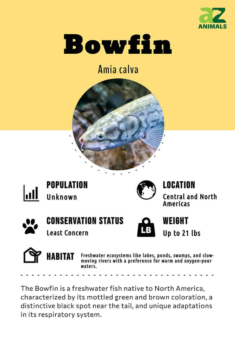 Bowfin Fish Facts - Amia calva - A-Z Animals