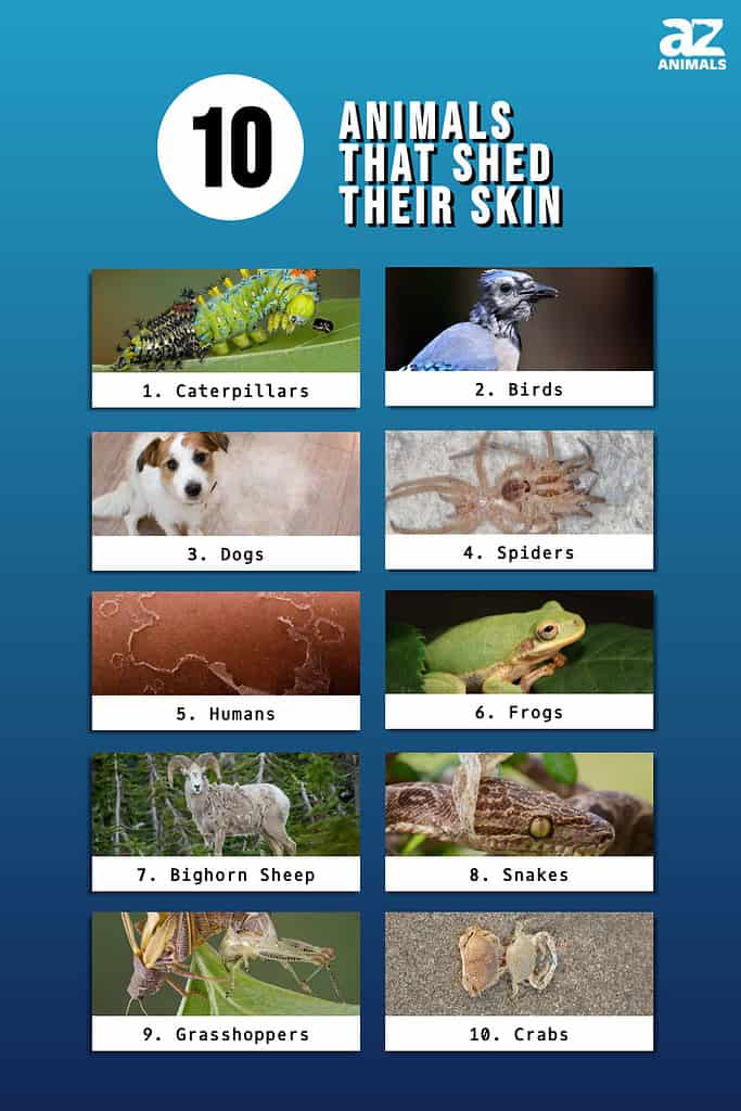 Infographic of 10 Animals That Shed Their Skin