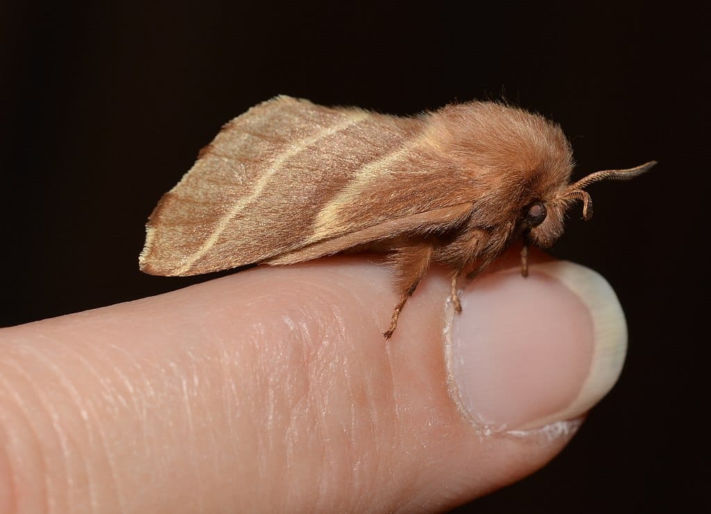 Forest Tent Caterpillar Moth (Malacosoma Disstria)