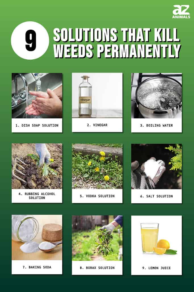 9 Solutions That Kill Weeds Permanently