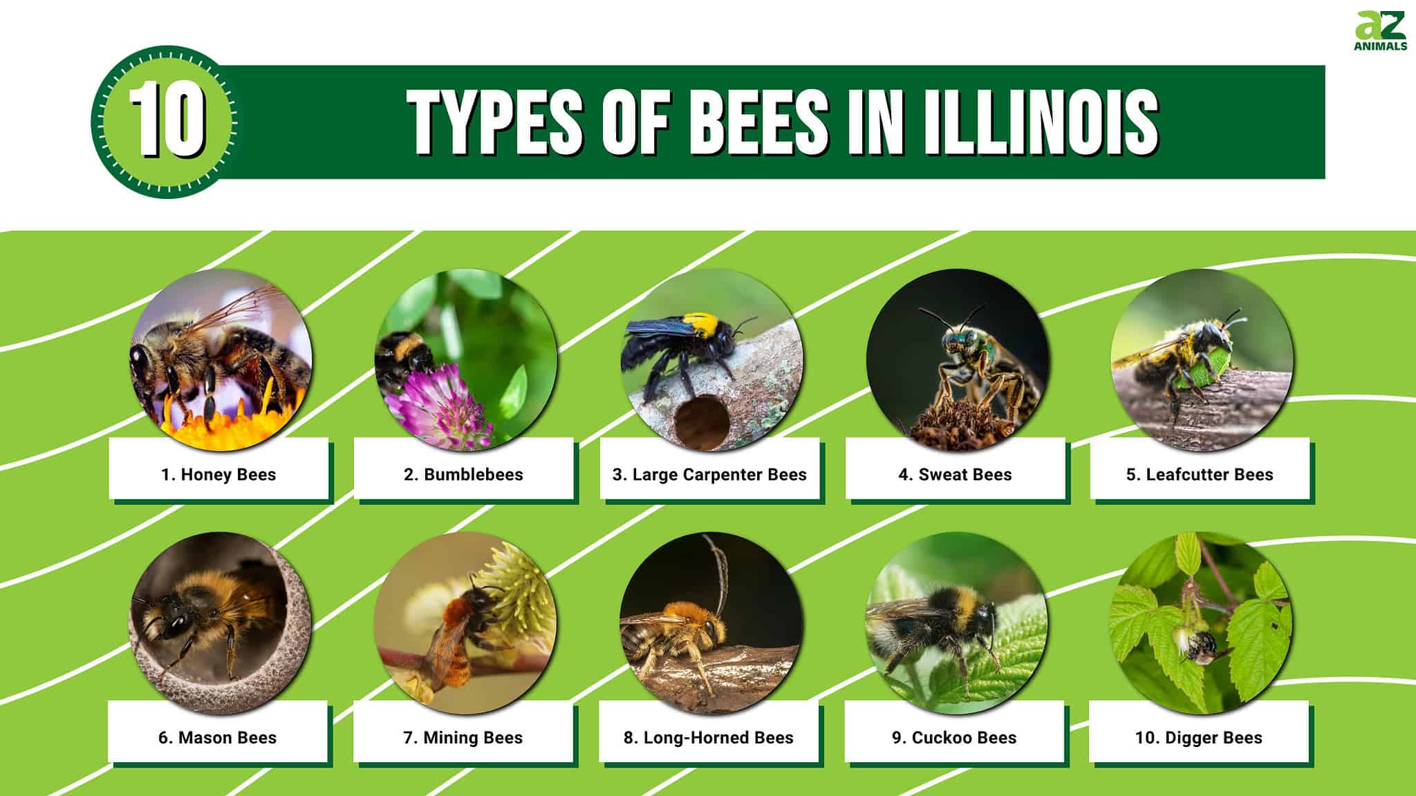 10 Types of Bees in Illinois and Where They Swarm - A-Z Animals