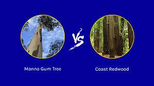 Redwood vs. Manna Gum Tree: 6 Differences Between These Towering Giants Picture
