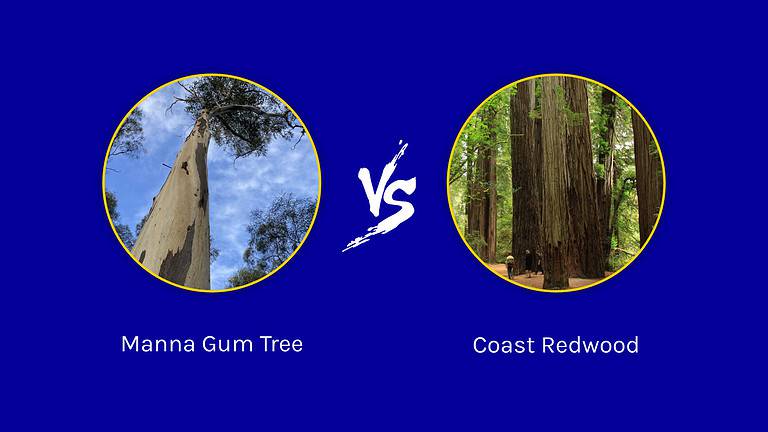 Find out the differences between a manna gum tree and coast redwood trees.