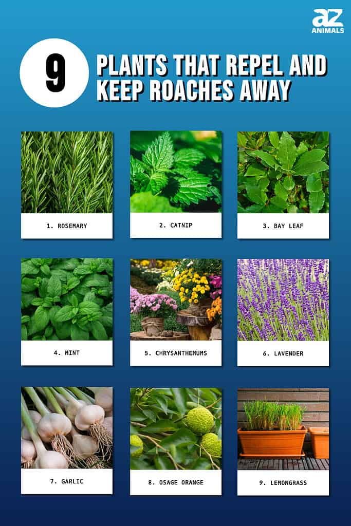 9 Plants That Repel and Keep Roaches Away