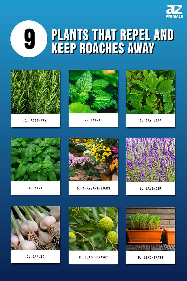 9 Plants That Repel and Keep Roaches Away - A-Z Animals