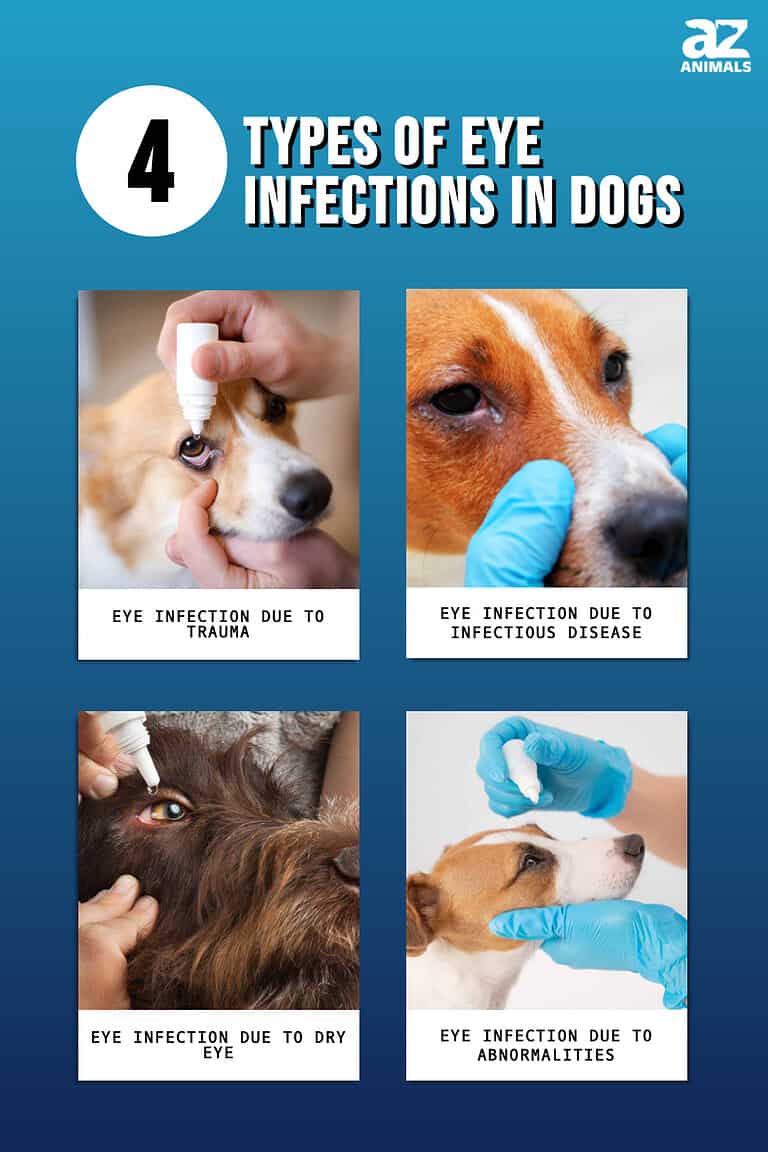 4 Types of Eye Infection in Dogs (With Home Remedies) - A-Z Animals