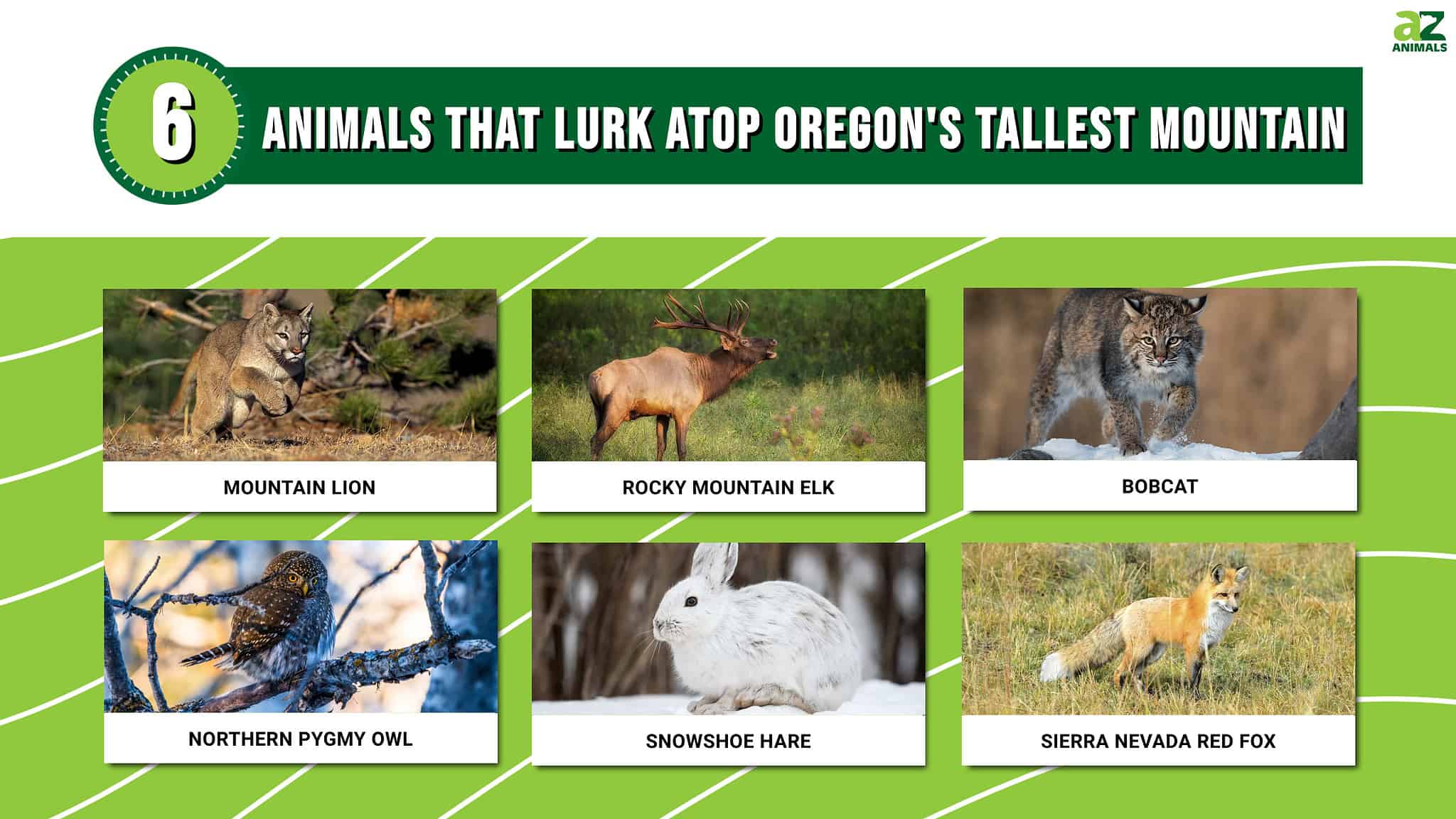 Discover 6 Animals That Lurk Atop Oregon's Tallest Mountain - A-Z Animals