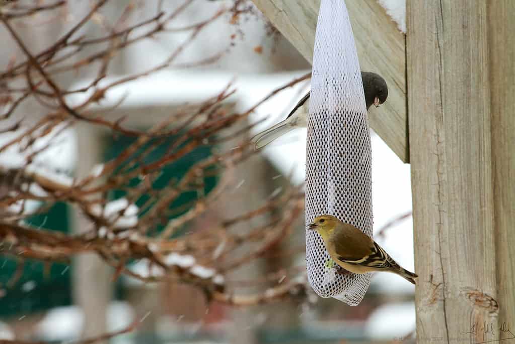 Birds at a nyjer feeder