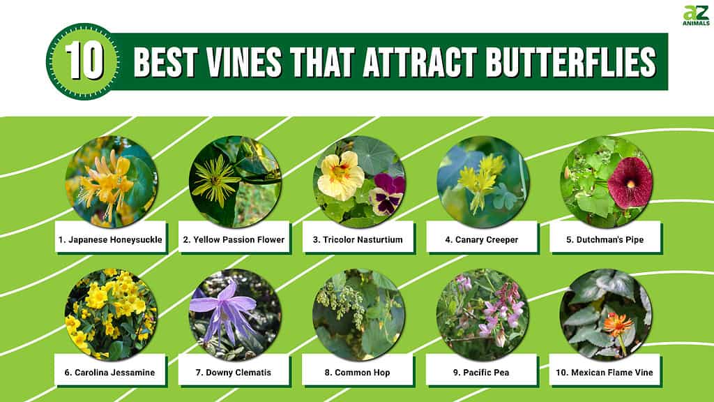 10 Best Vines That Attract Butterflies