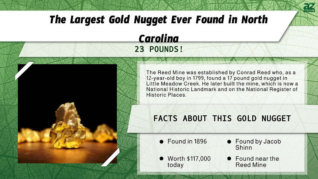 Infographic for the Largest Gold Nugget Ever Found in North Carolina.