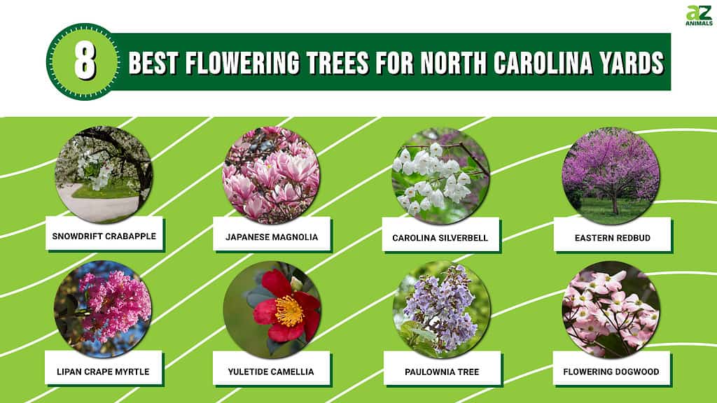 A Winter Guide to North Carolina Blooms