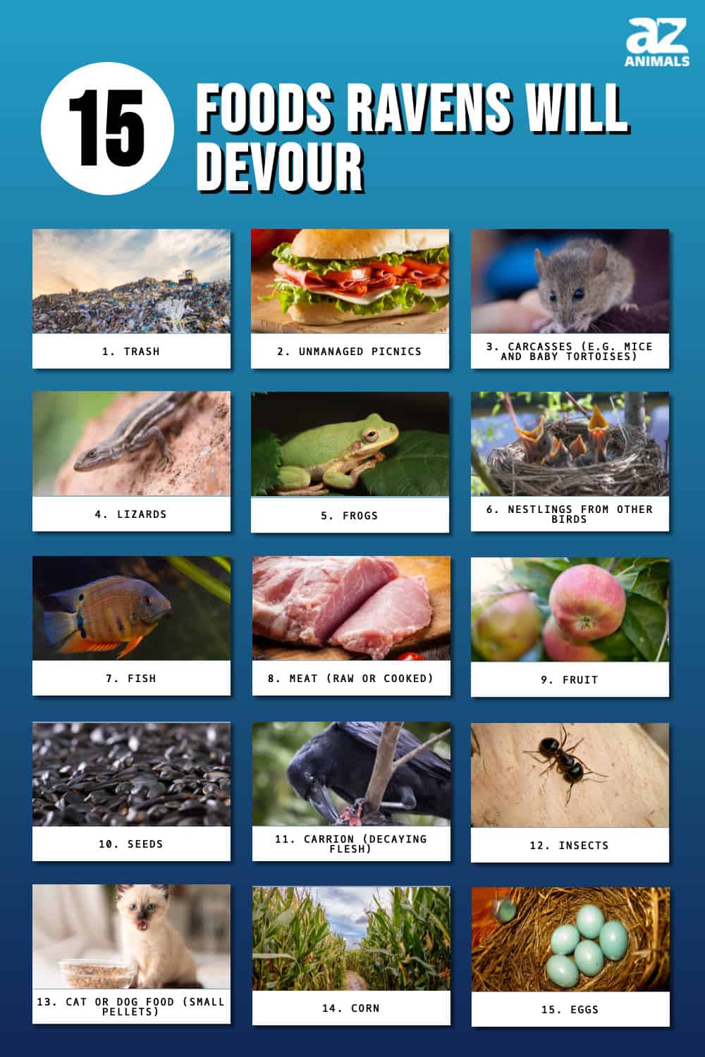 What Do Ravens Eat? 15 Foods They Will Devour AZ Animals