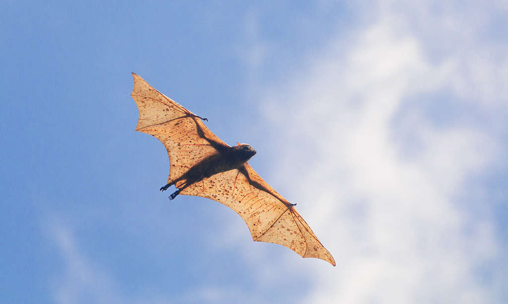 Giant golden crowned fruit bat or giant golden flying fox flying through the air in the Philippines.