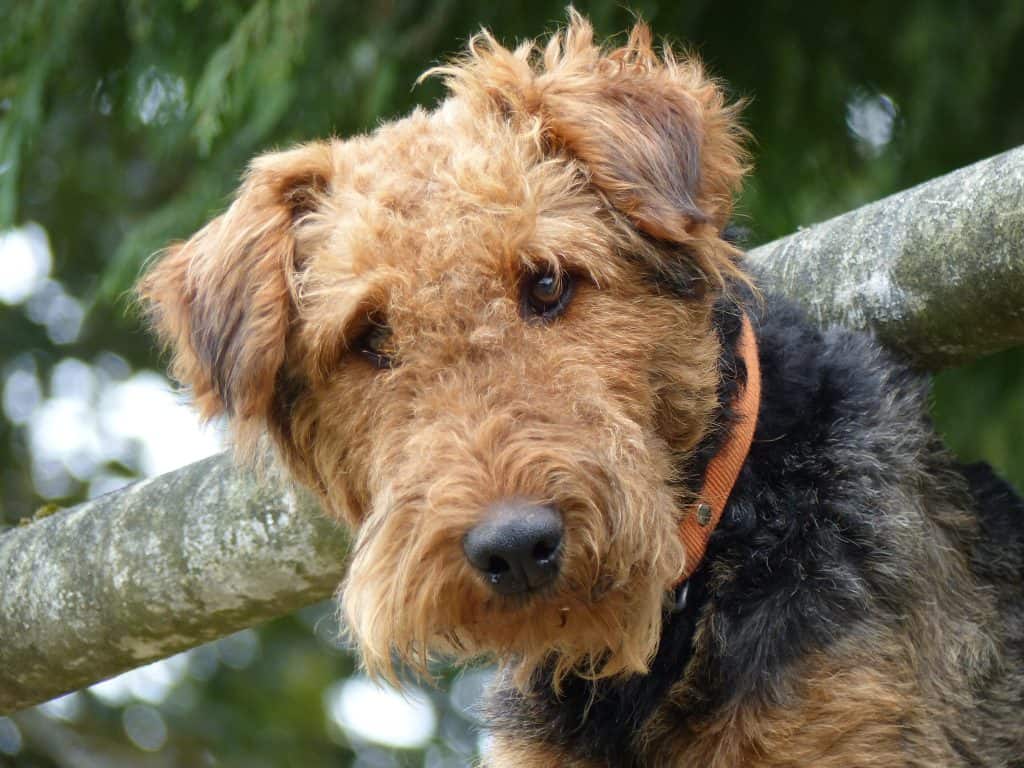 Airedale terrier
