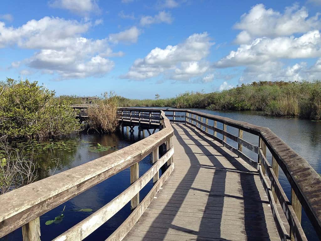 Anhinga Trail and Boardwalk in Everglades National Park, Florida.