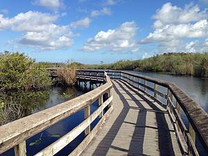The Top 10 Best Places to See Wildlife in Florida Picture