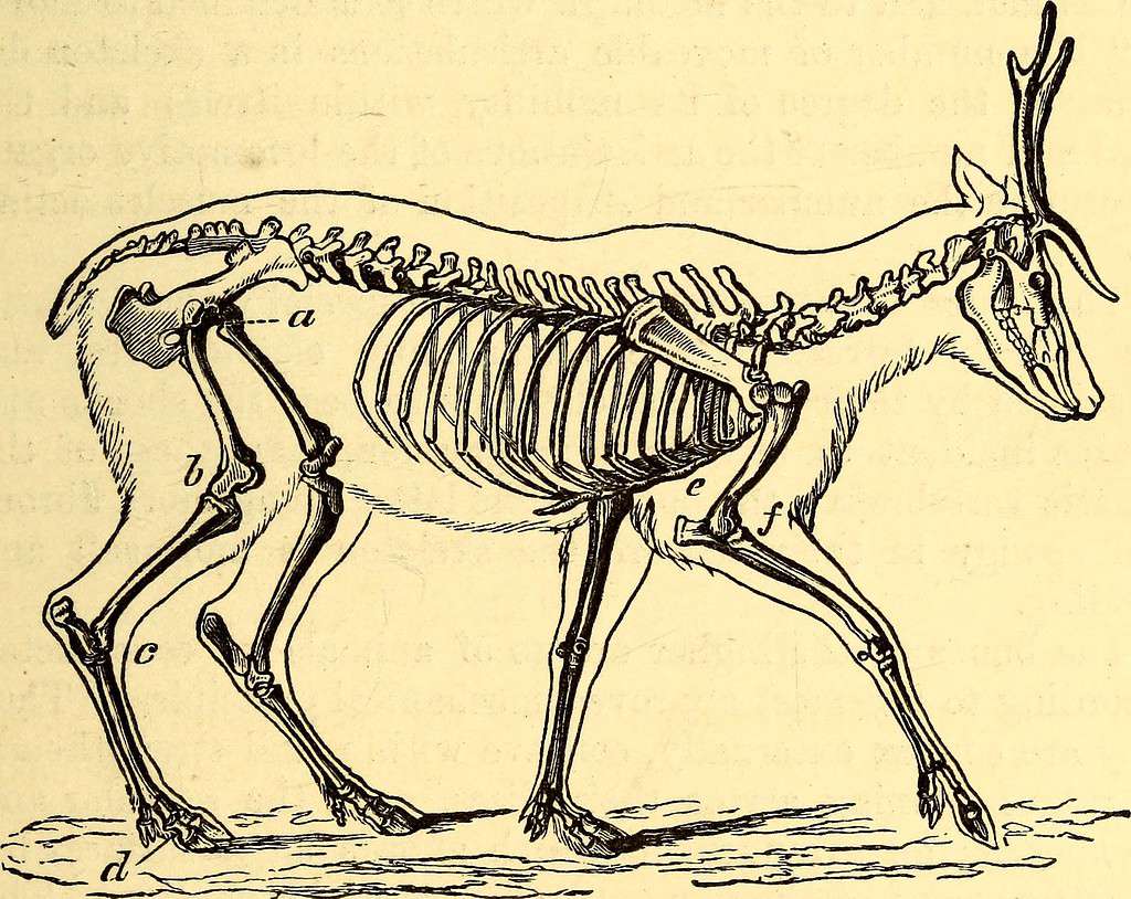Animal locomotion, deer skeleton