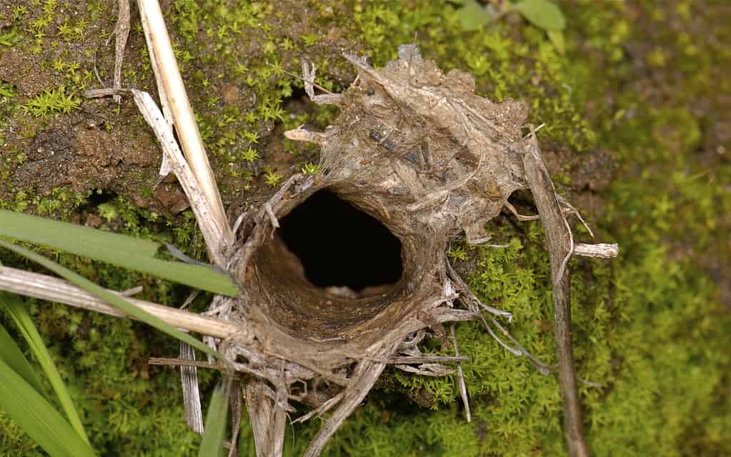 The burrow of a trapdoor spider.