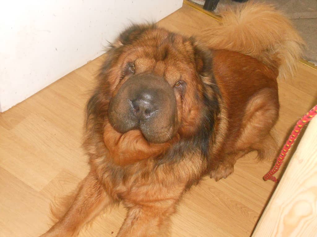 A confirmed example of an adult Bear Coat Shar Pei, not crossed with anything else (KC registered, with pure Shar Pei family roots). Notice the famous wrinkles to the face and shoulders and the typical curled tail, with the added bonus of masses of fur.