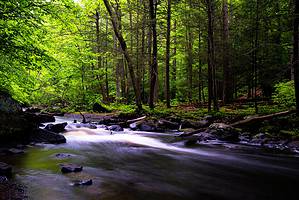 10 Natural Springs In New Jersey And Where To Find Them - A-Z Animals