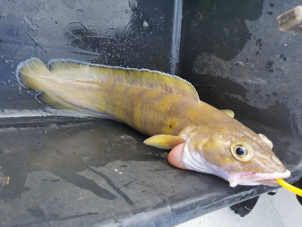 largest fish ever caught New Hampshire