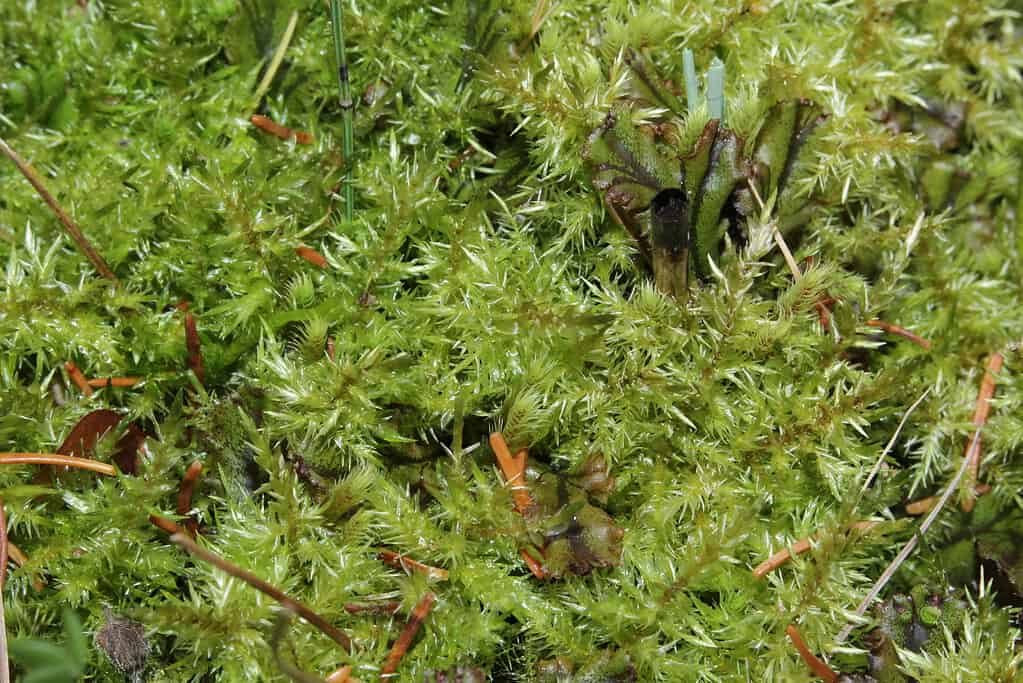 Arctic moss (Calliergon giganteum)