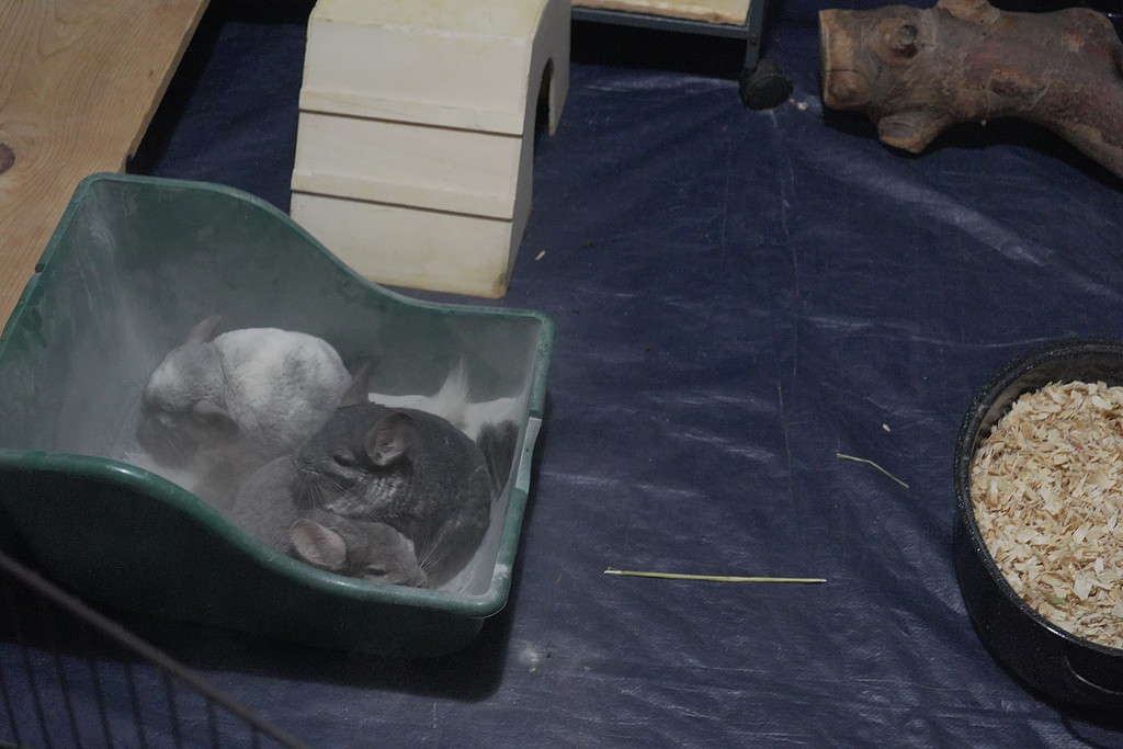 Messy little fuzzball chinchillas playing in the volcanic dust.