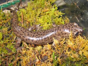 What is Autotomy? The Reason Why Animals Lose Their Limbs