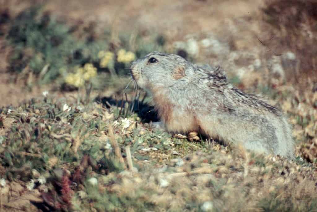Collared Lemming feeding on dwarf willow in winter