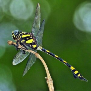 Do Dragonflies Really Eat Mosquitoes? How Many? - A-Z Animals